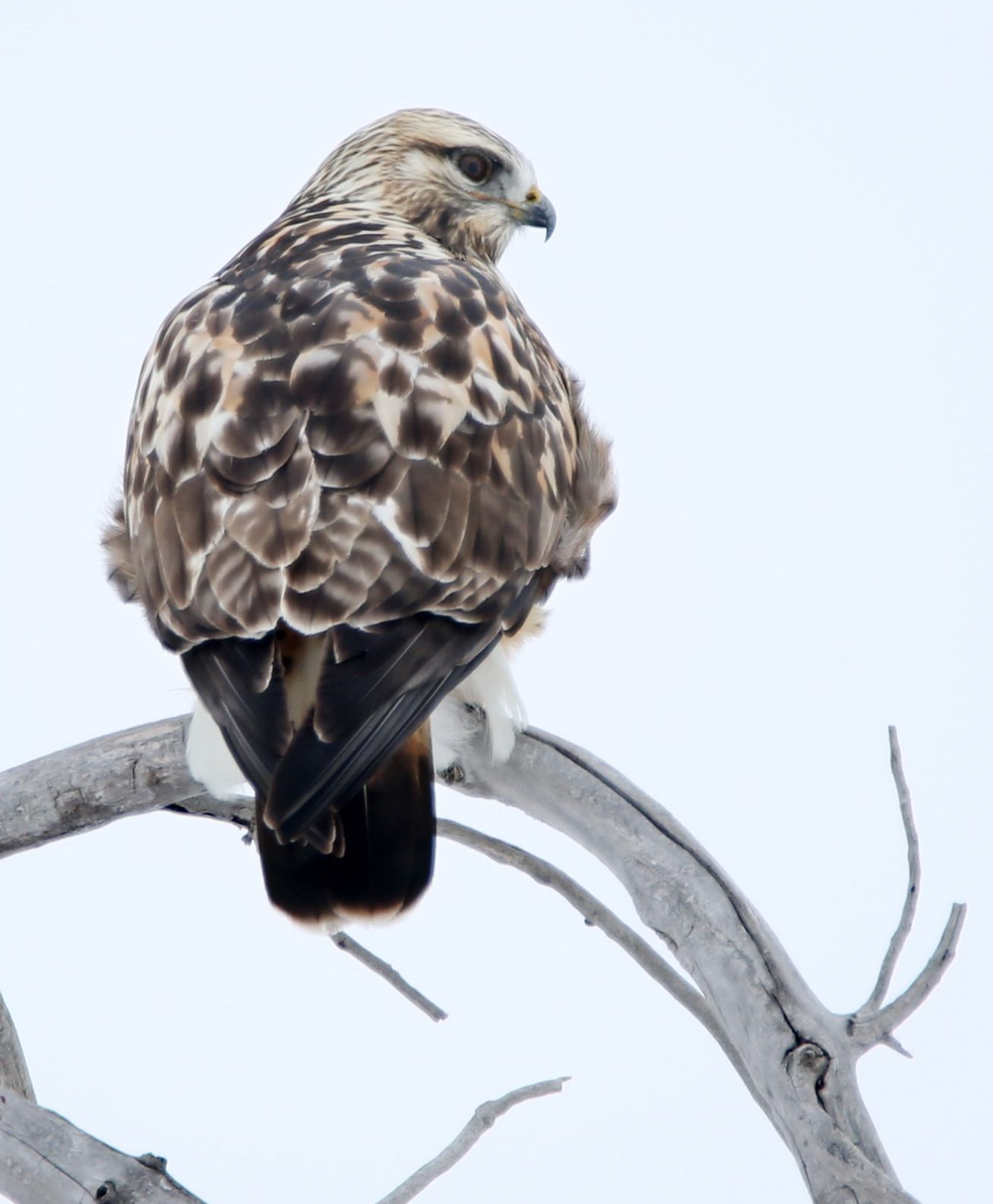 A rough-legged hawk